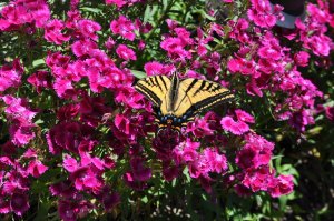 Yellow Swallowtail on Dianthus (Sweet William)