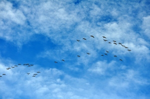 Geese on the Wing