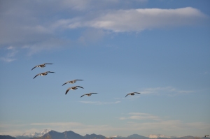 Geese Over Front Range, Colorado